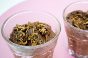 Chocolademousse met meelwormen